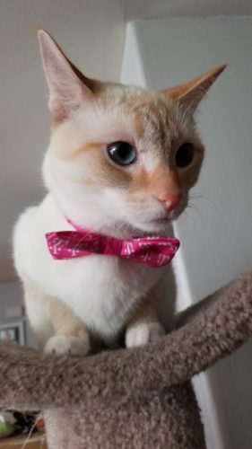 Dear White Kitty