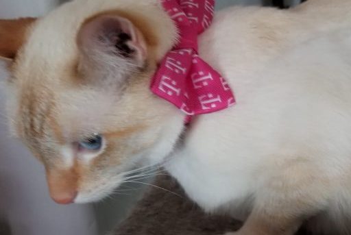 RIP: White Kitty: 2015 - 2025.